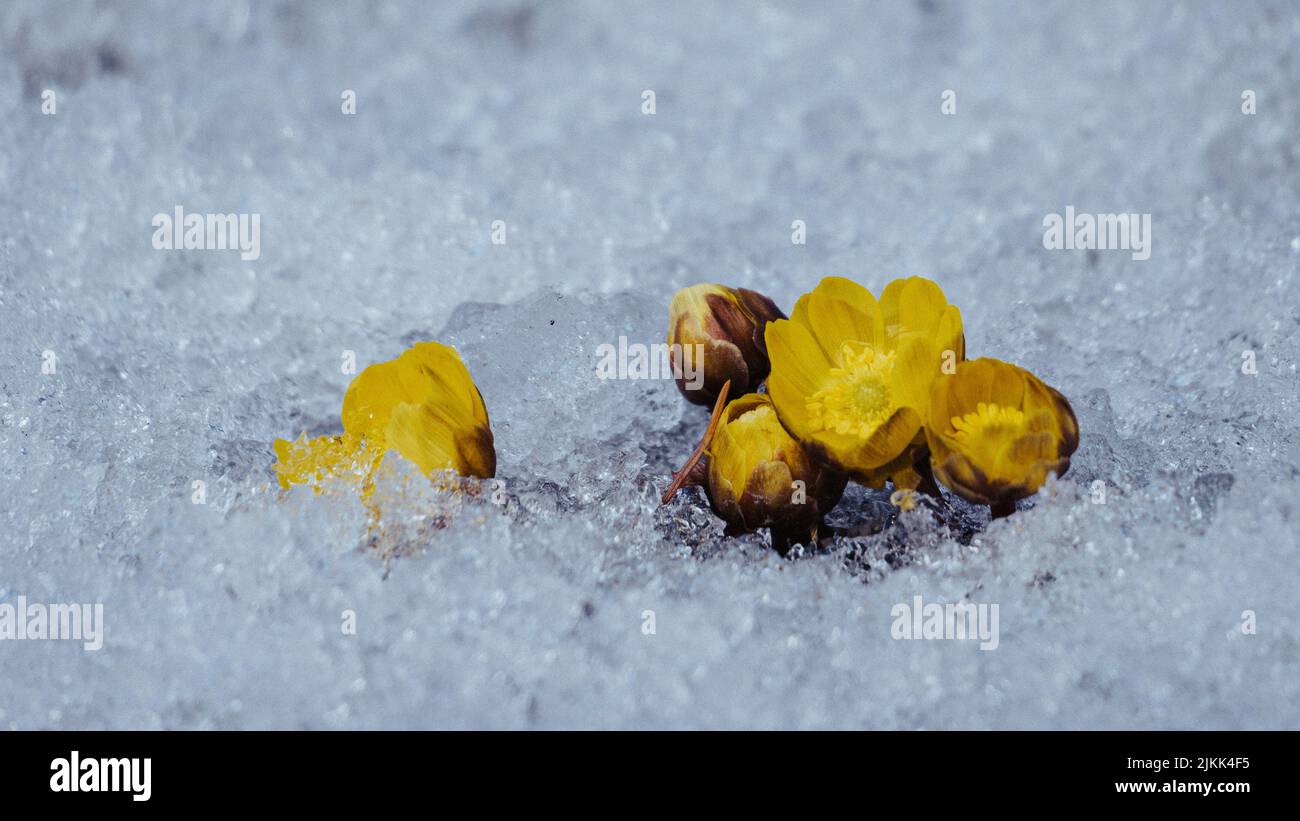 Gros plan d'une fleur jaune entourée de glace Banque D'Images