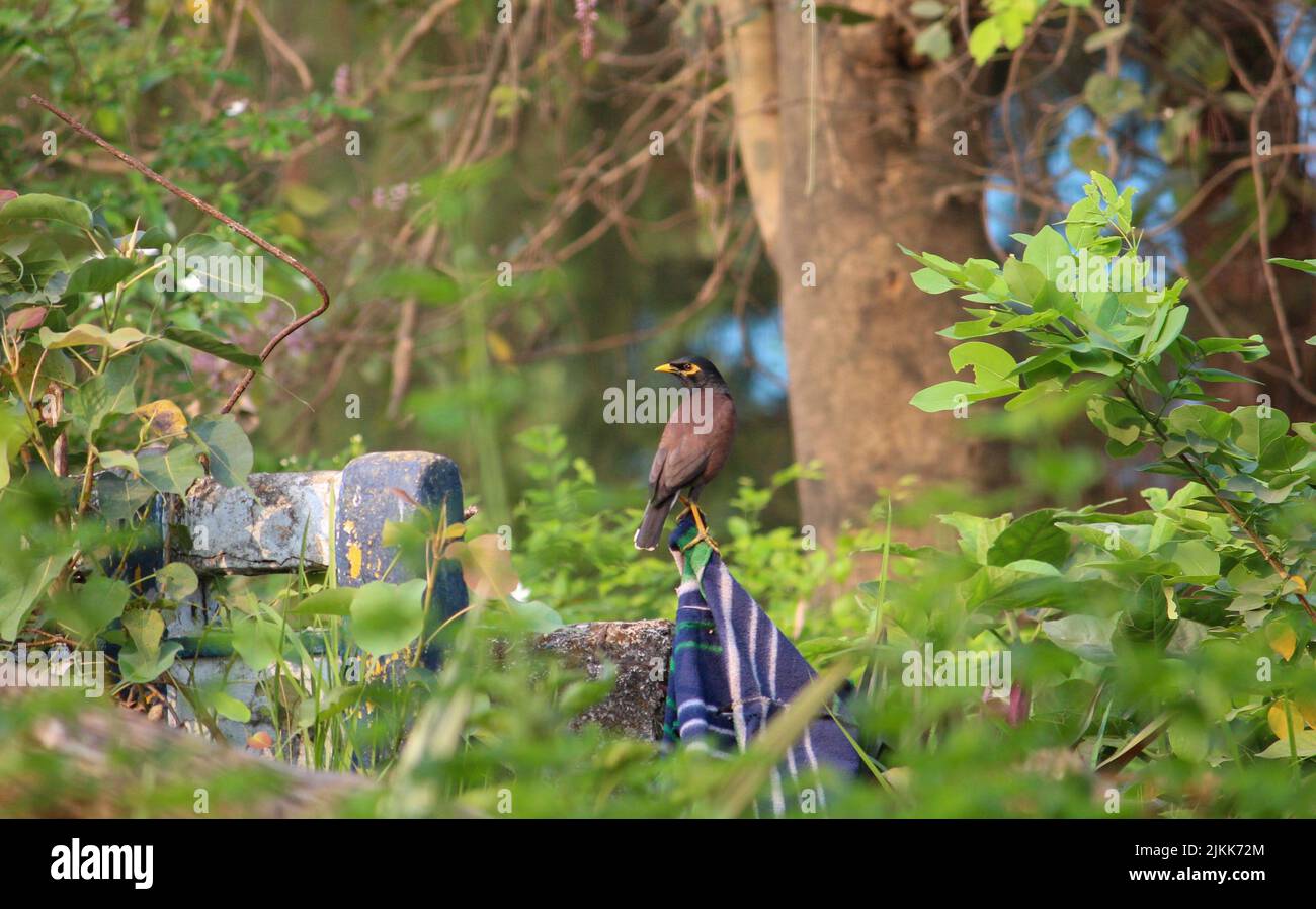 Photo d'un oiseau de myna commun perché sur un poteau en bois recouvert de tissu bleu dans le parc pendant la journée avec un arrière-plan flou Banque D'Images