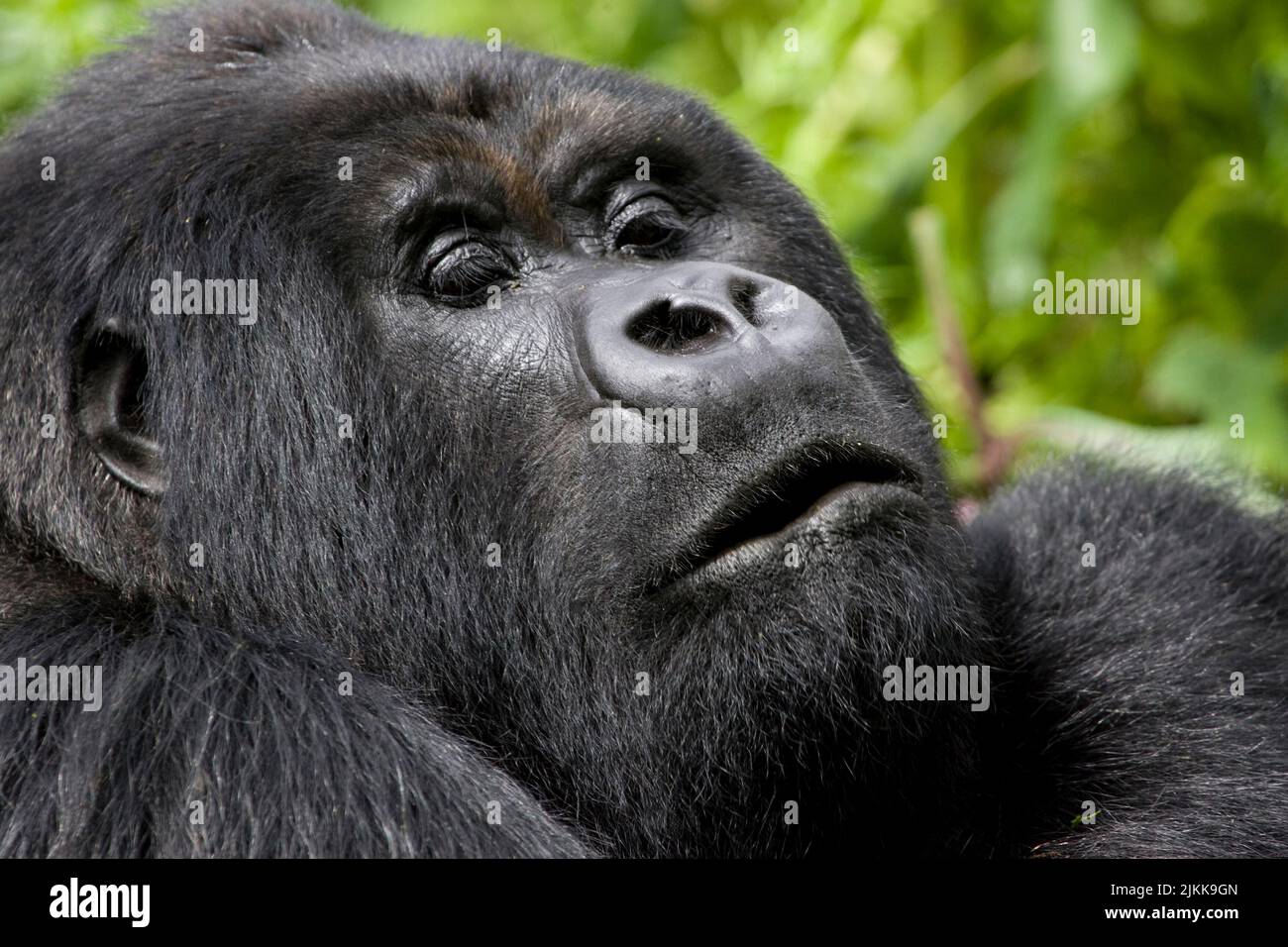 Portrait de Gorilla sauvage photo pleine grandeur du parc national de Virunga près de Ruhengeri, Rwanda, Afrique Banque D'Images