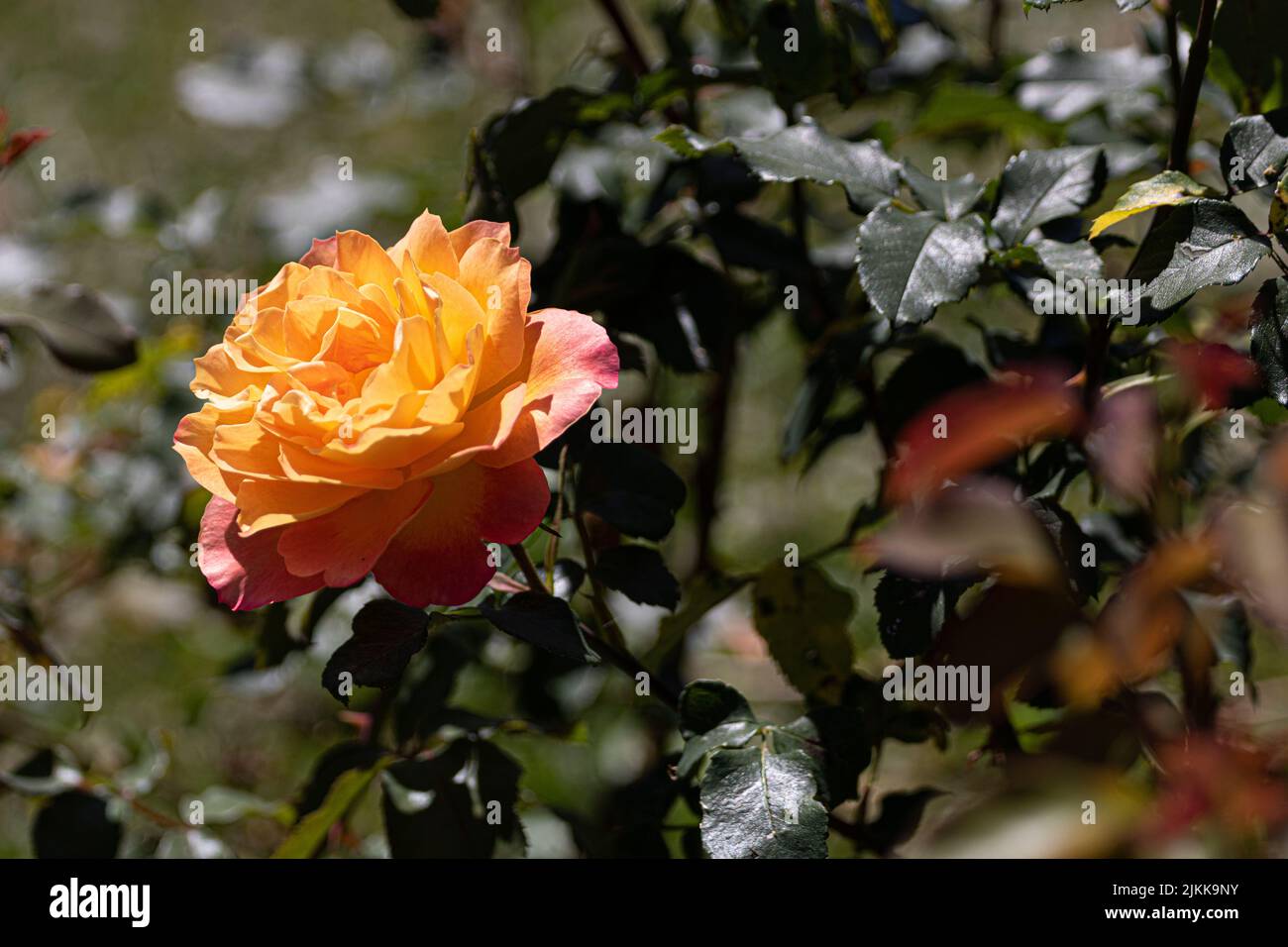 Un gros plan d'une belle rose orange dans un jardin Banque D'Images