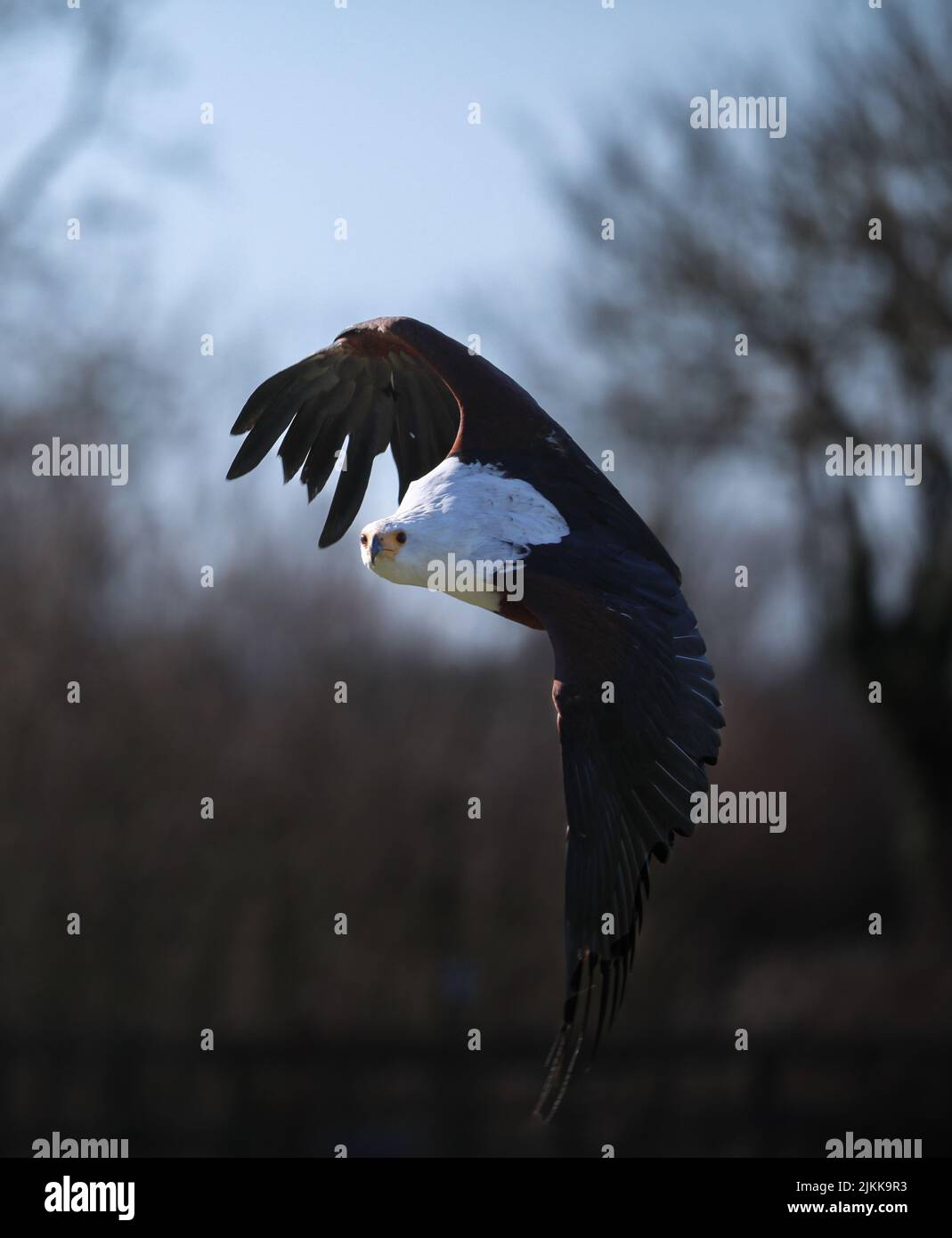 Photo d'un aigle à poissons africains en plein soleil avec un arrière-plan flou Banque D'Images