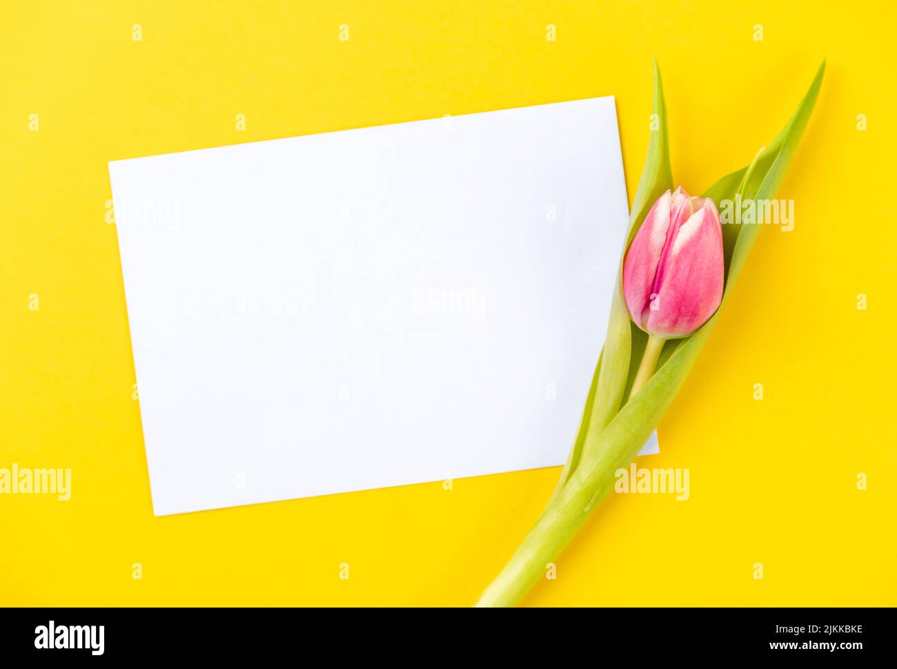 tulipes colorées sur fond jaune avec papier blanc et copier l'espace Banque D'Images