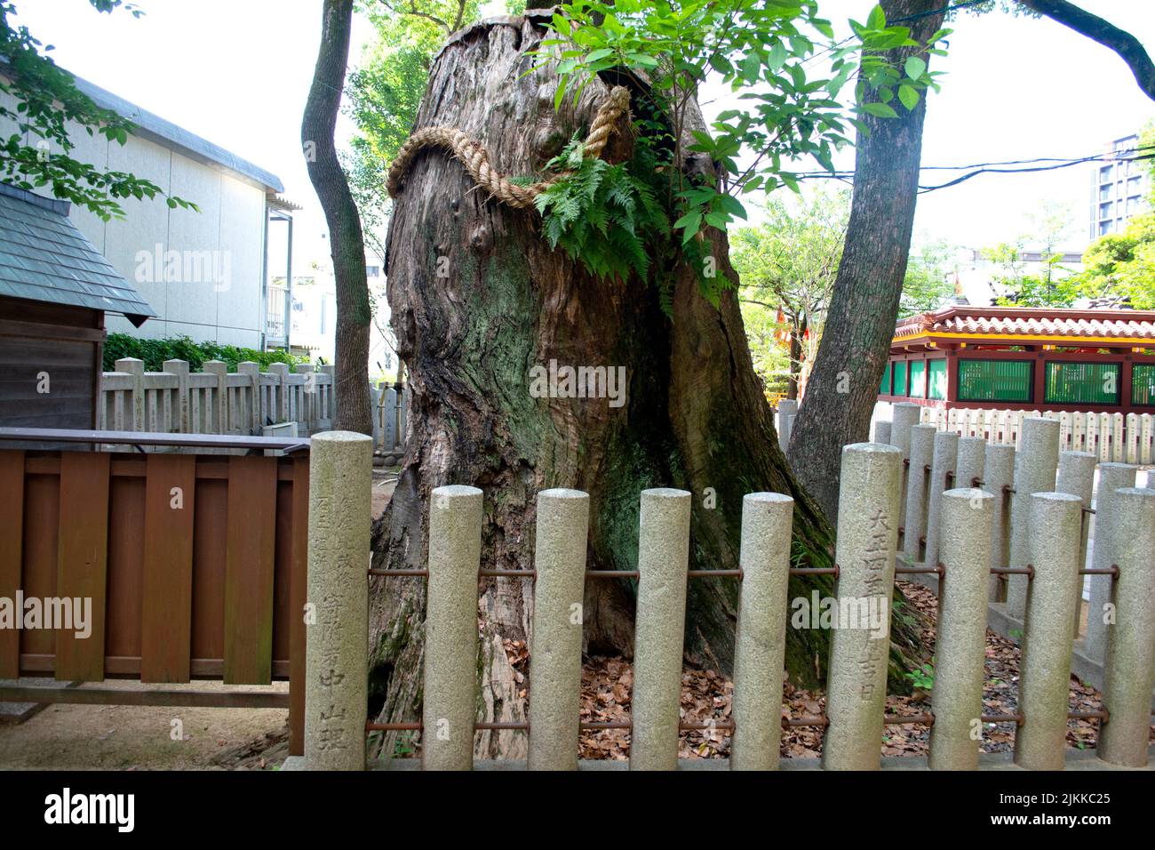 Souche d'arbre antique massive qui est sacrée au Japon Banque D'Images