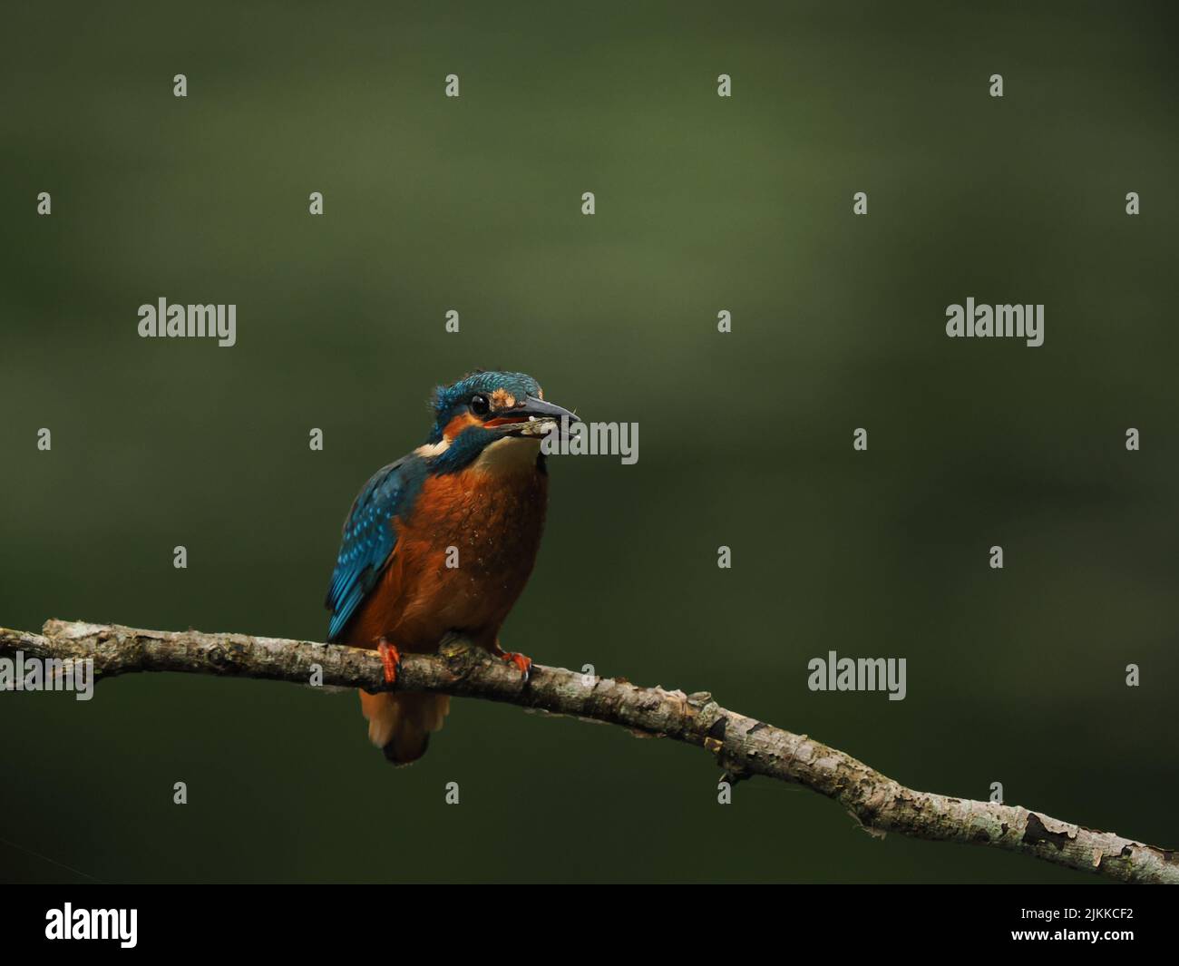 Kingfisher aimez la pêche à partir d'une perche, mais souvent voler à l'autre avec une prise ! Banque D'Images