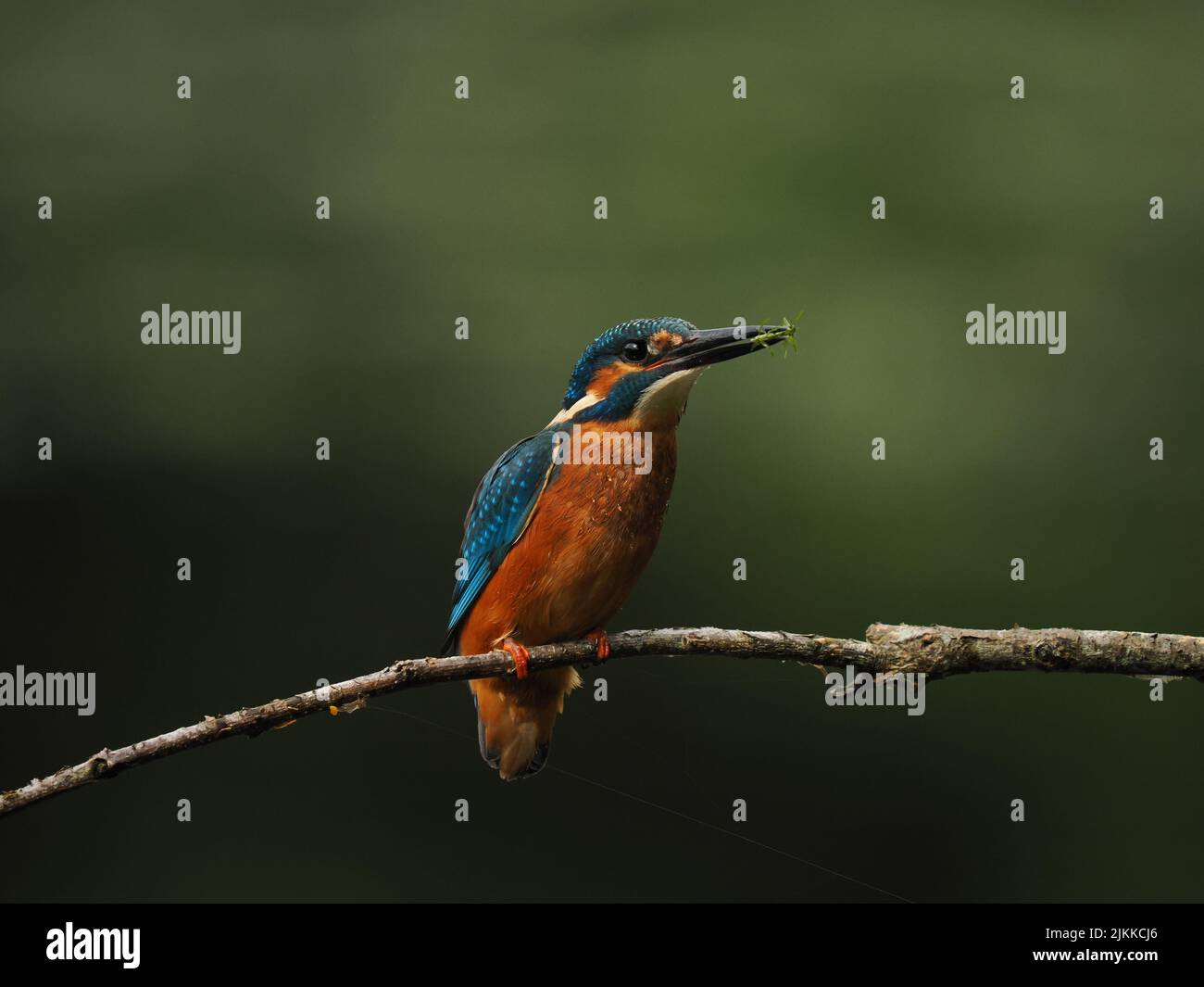 Kingfisher aimez la pêche à partir d'une perche, mais souvent voler à l'autre avec une prise ! Banque D'Images
