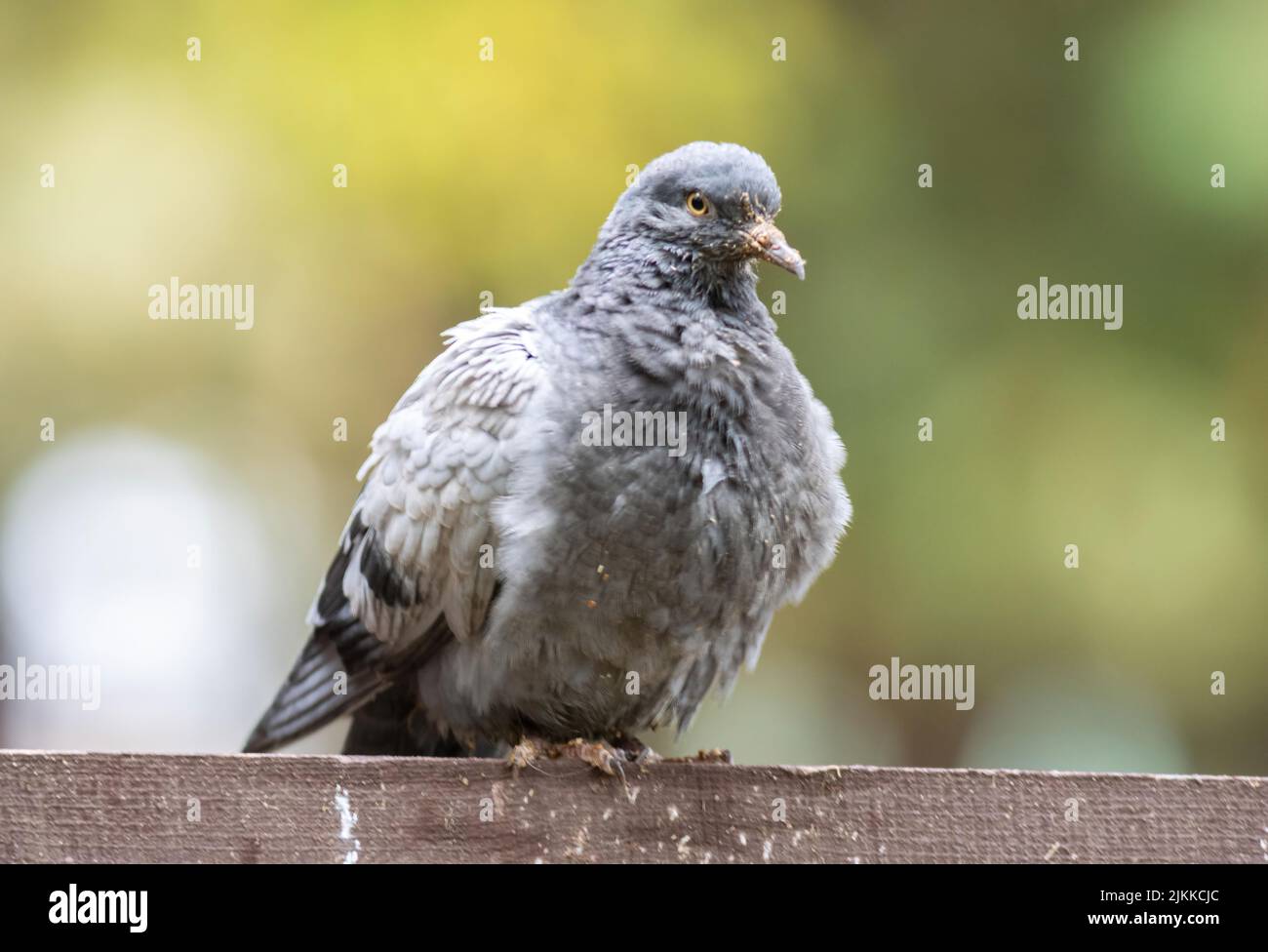 A selective focus shot of a rock dove bird perched on a stone surface Banque D'Images