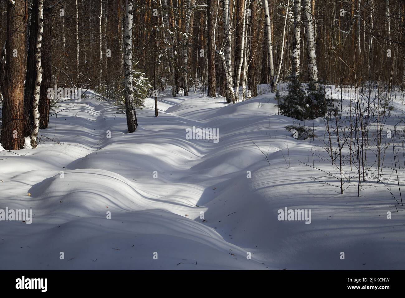 A beautiful winter landscape with leafless trees in the forest Banque D'Images