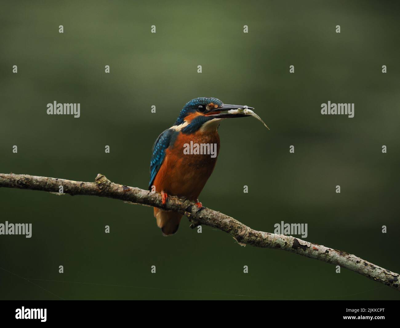 Kingfisher aimez la pêche à partir d'une perche, mais souvent voler à l'autre avec une prise ! Banque D'Images