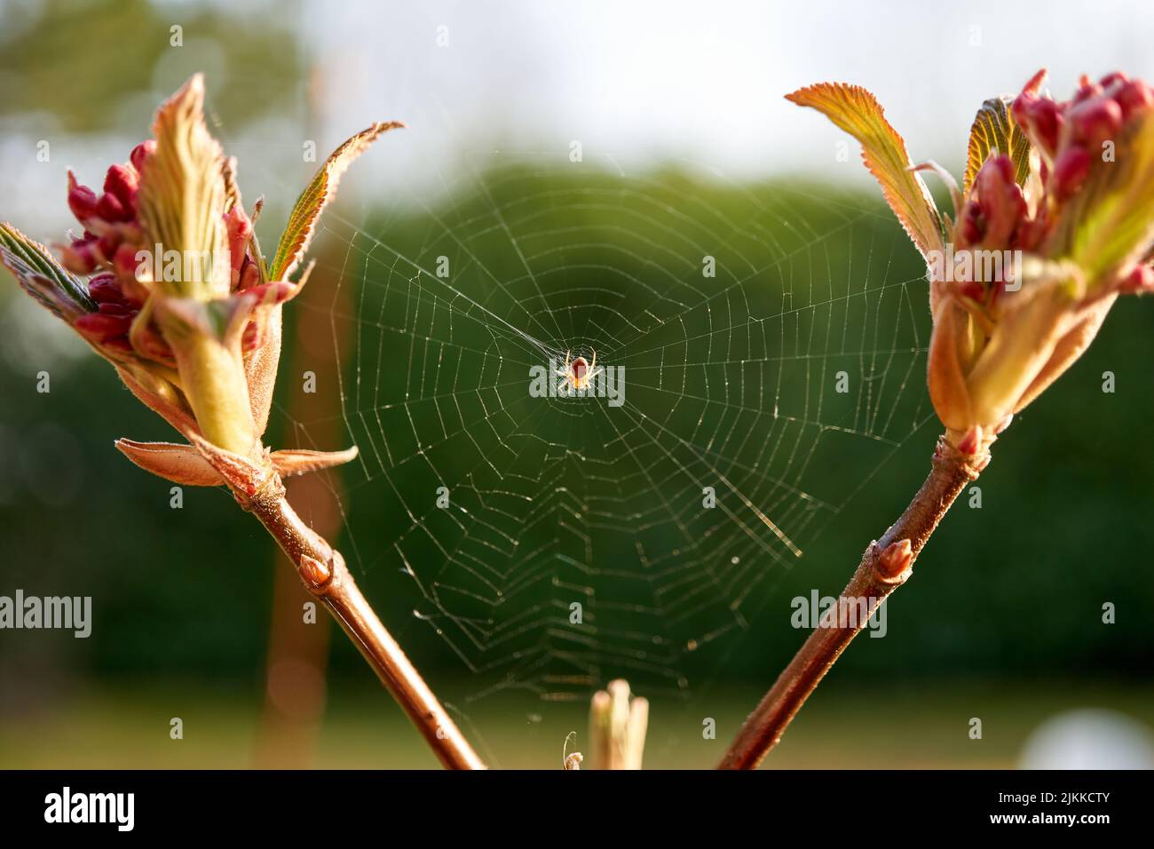 Une araignée sur sa toile d