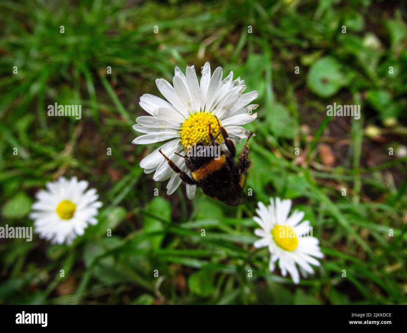 Photo macro d'un bourdon sur une Marguerite Banque D'Images
