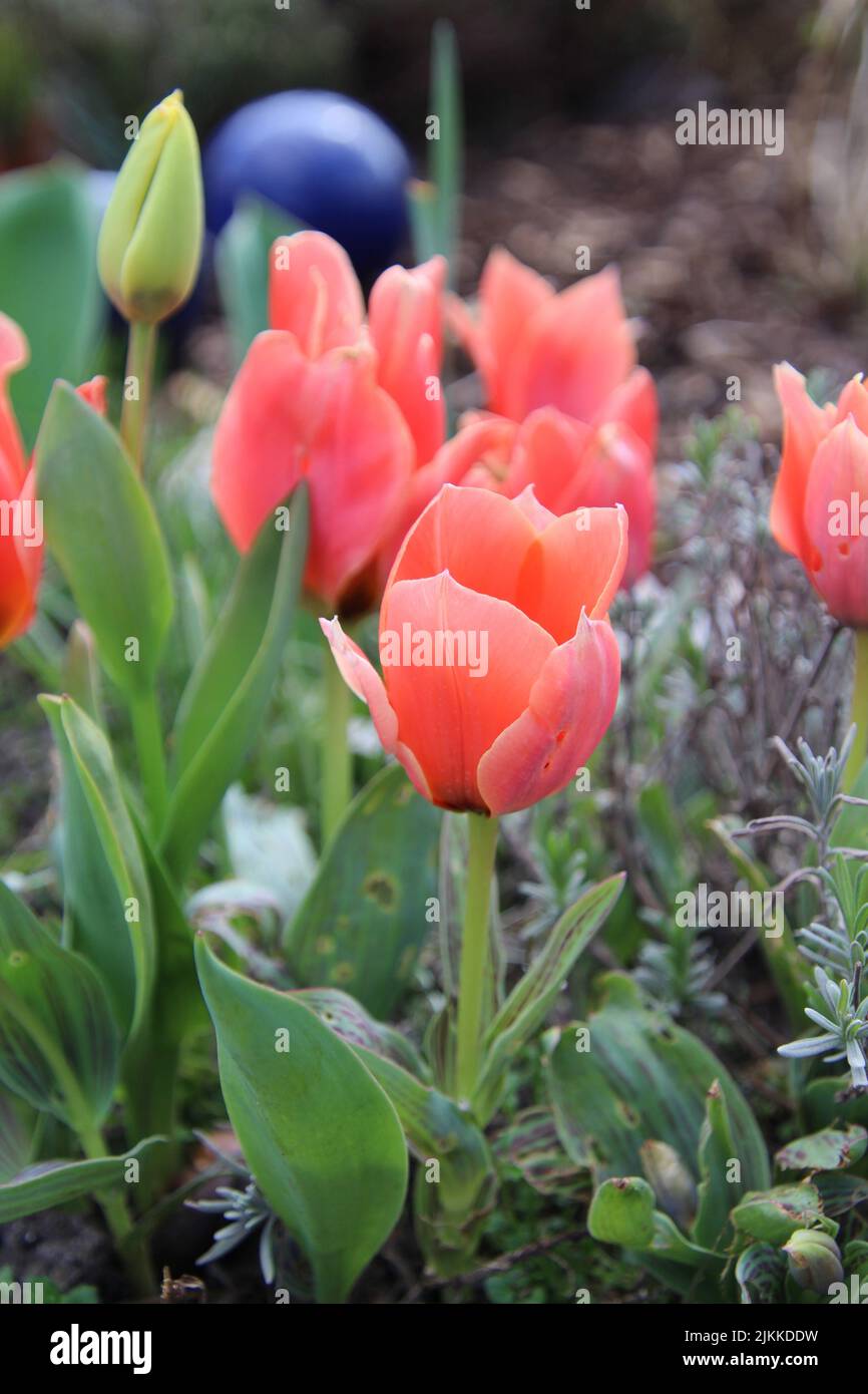 A vertical shot of blooming red tulips in a field Banque D'Images