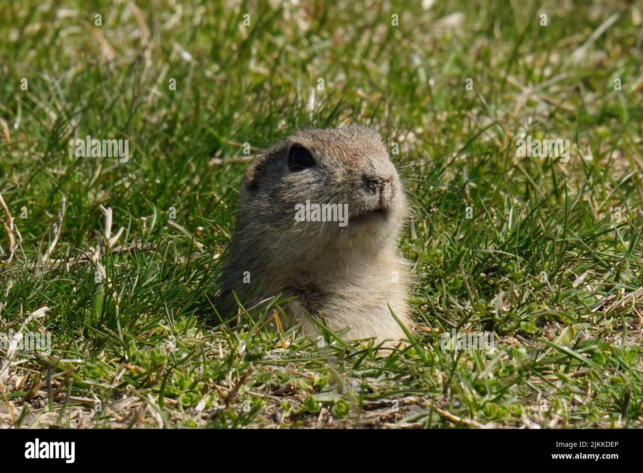 a close up shot of Gopher rodents looking from hole. Banque D'Images