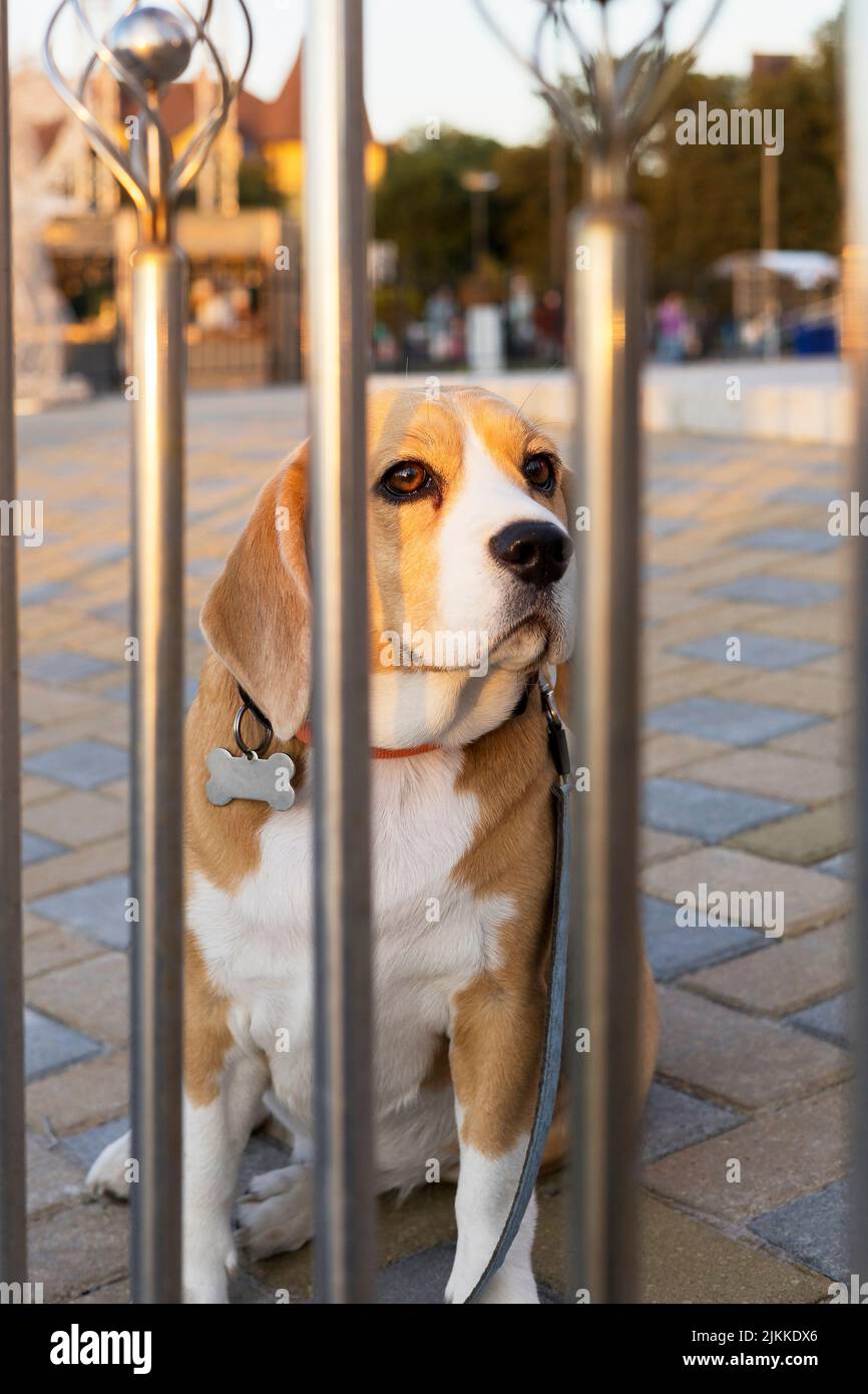 Un chien de beagle est derrière une clôture en métal, attendant le propriétaire. Espace pour copier Banque D'Images