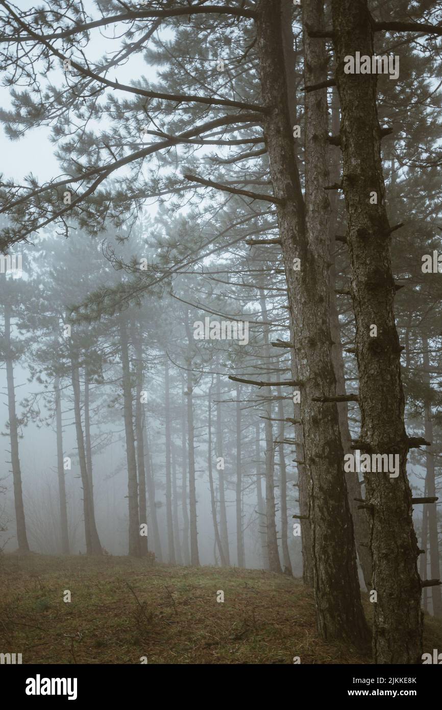 Une vue verticale des grands sapins dans la forêt par jour brumeux Banque D'Images