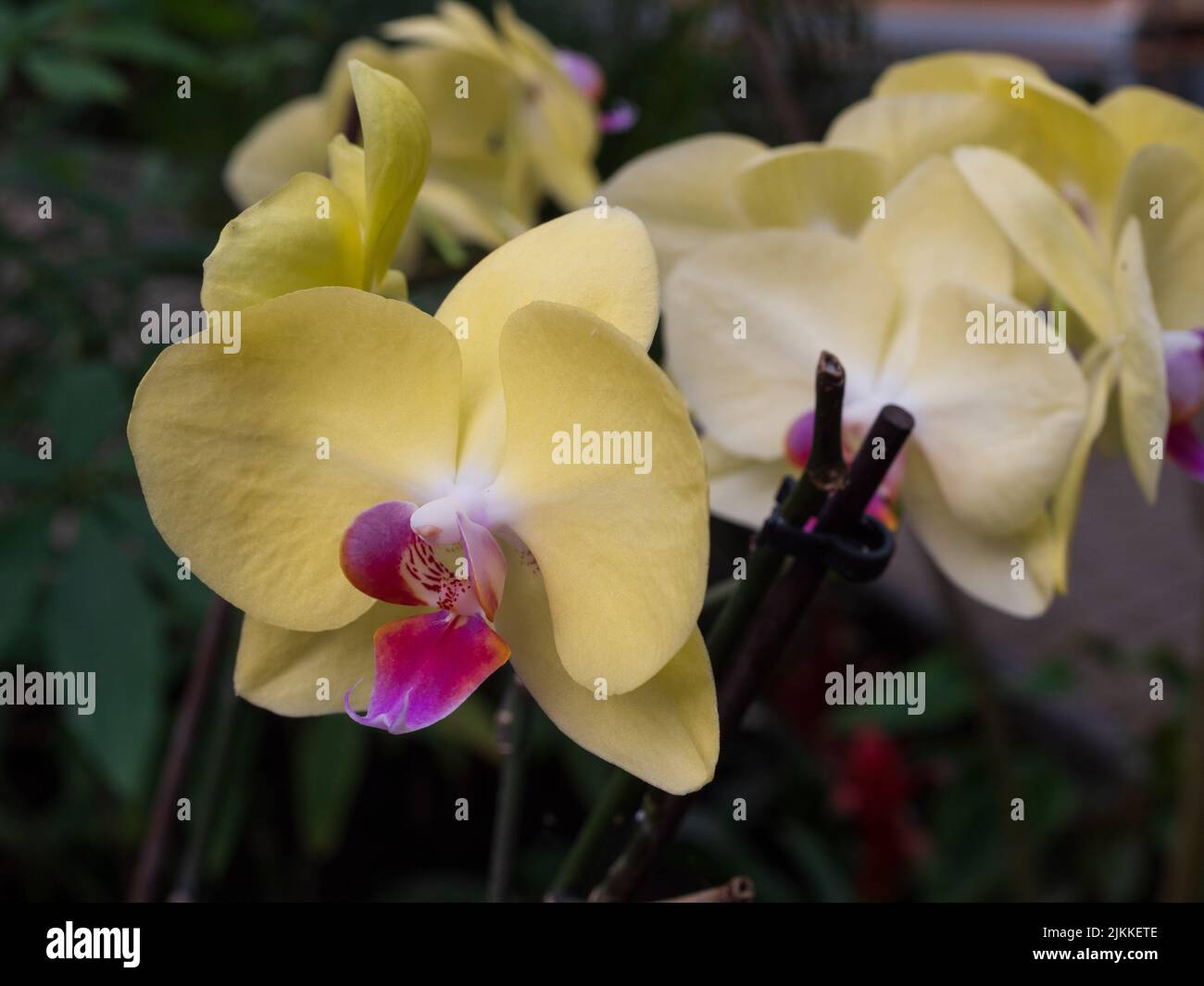 Un gros plan de magnifiques fleurs de Phalaenopsis aphrodite dans le jardin au printemps Banque D'Images