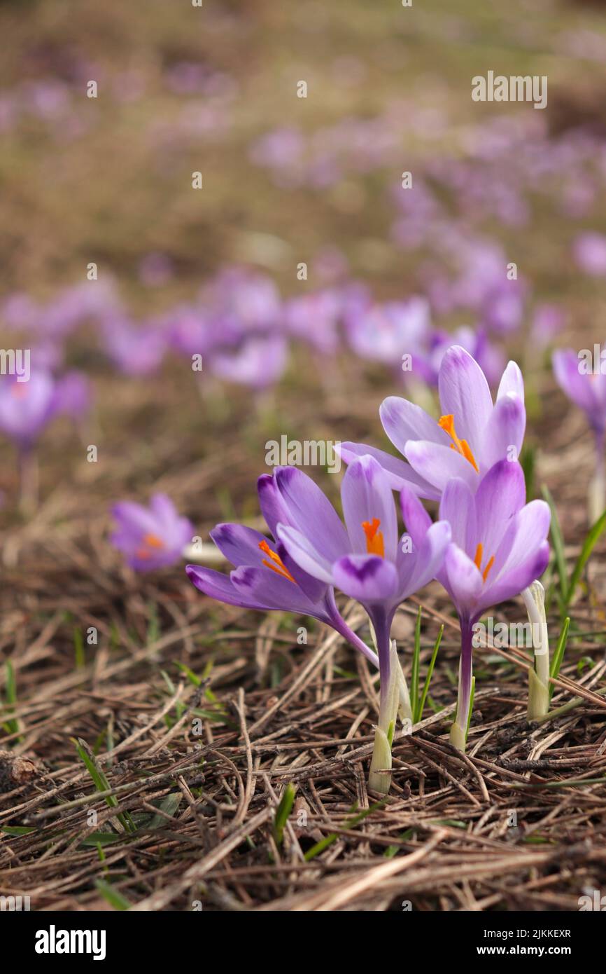 A selective focus shot of crocus flowers growing in the garden in daylight with blurred background Banque D'Images