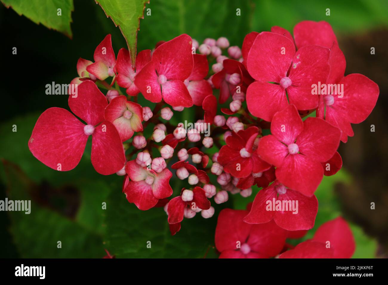 Un gros plan d'Hydrangea macrophylla entouré de feuilles vertes. Mise au point sélectionnée. Banque D'Images