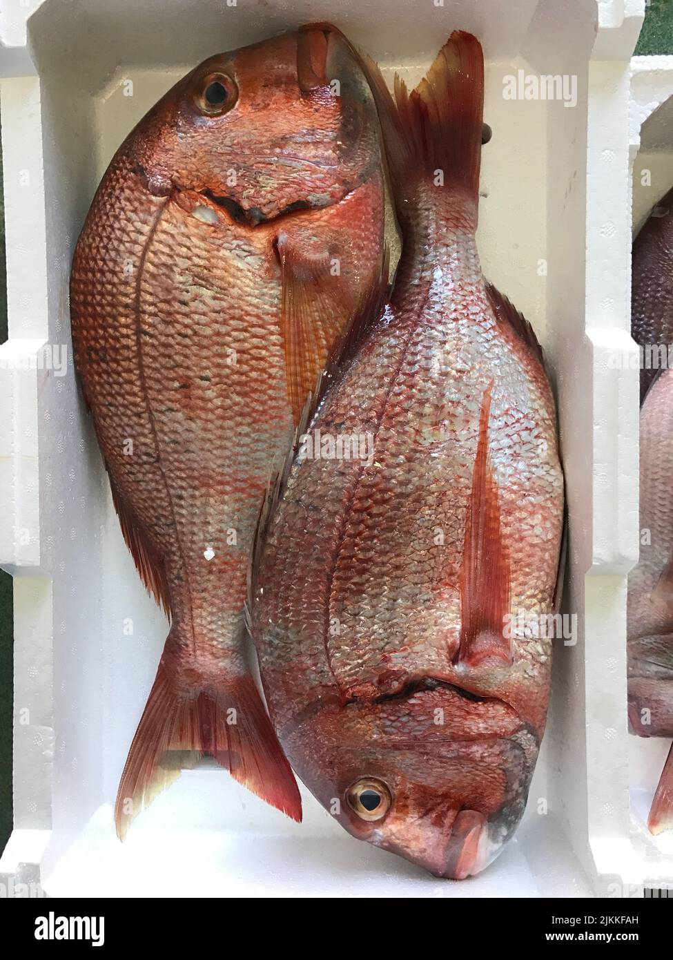 Un cliché vertical de deux grands poissons de Pagrus. Banque D'Images