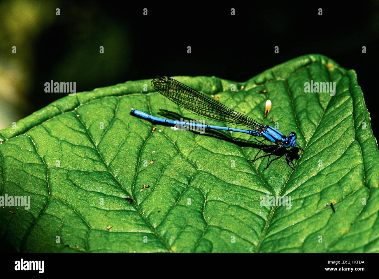 A macro focus shot of a springwater dancer standing on a green leaf in bright sunlight with a blurred background Banque D'Images