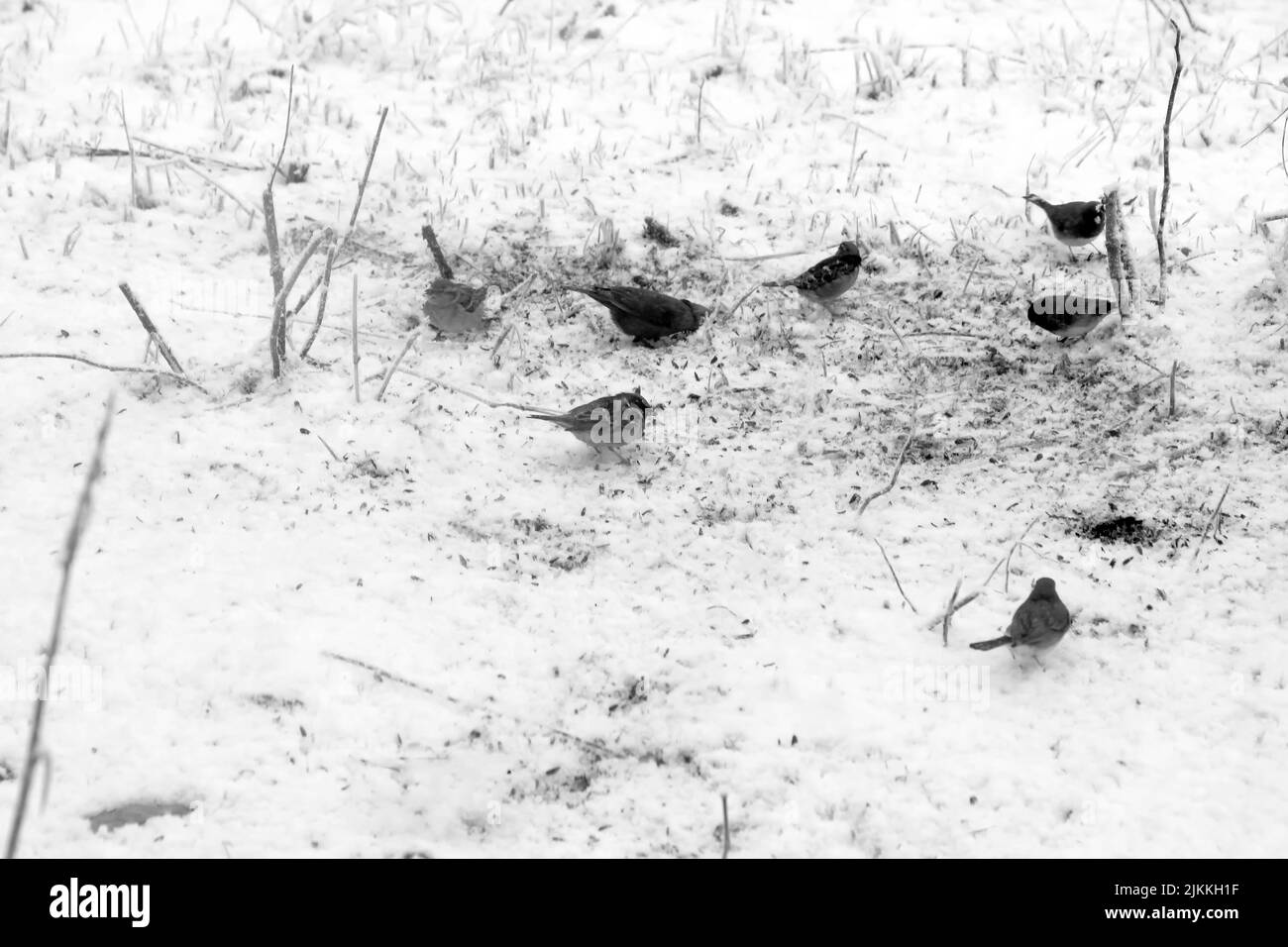 Nourrissant les oiseaux dans la neige, hiver pittoresque couleurs discrètes, marron et noir. Banque D'Images
