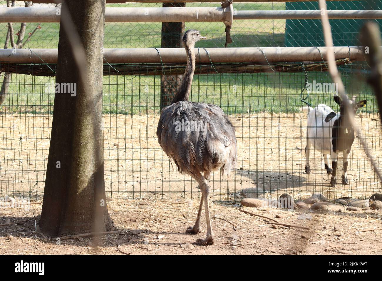 rhea frère de l'autruche d'origine sud-américaine Banque D'Images