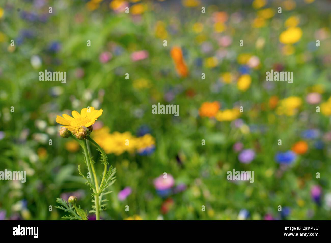 Différents types de fleurs dans le champ vert avec variété de couleurs. Banque D'Images