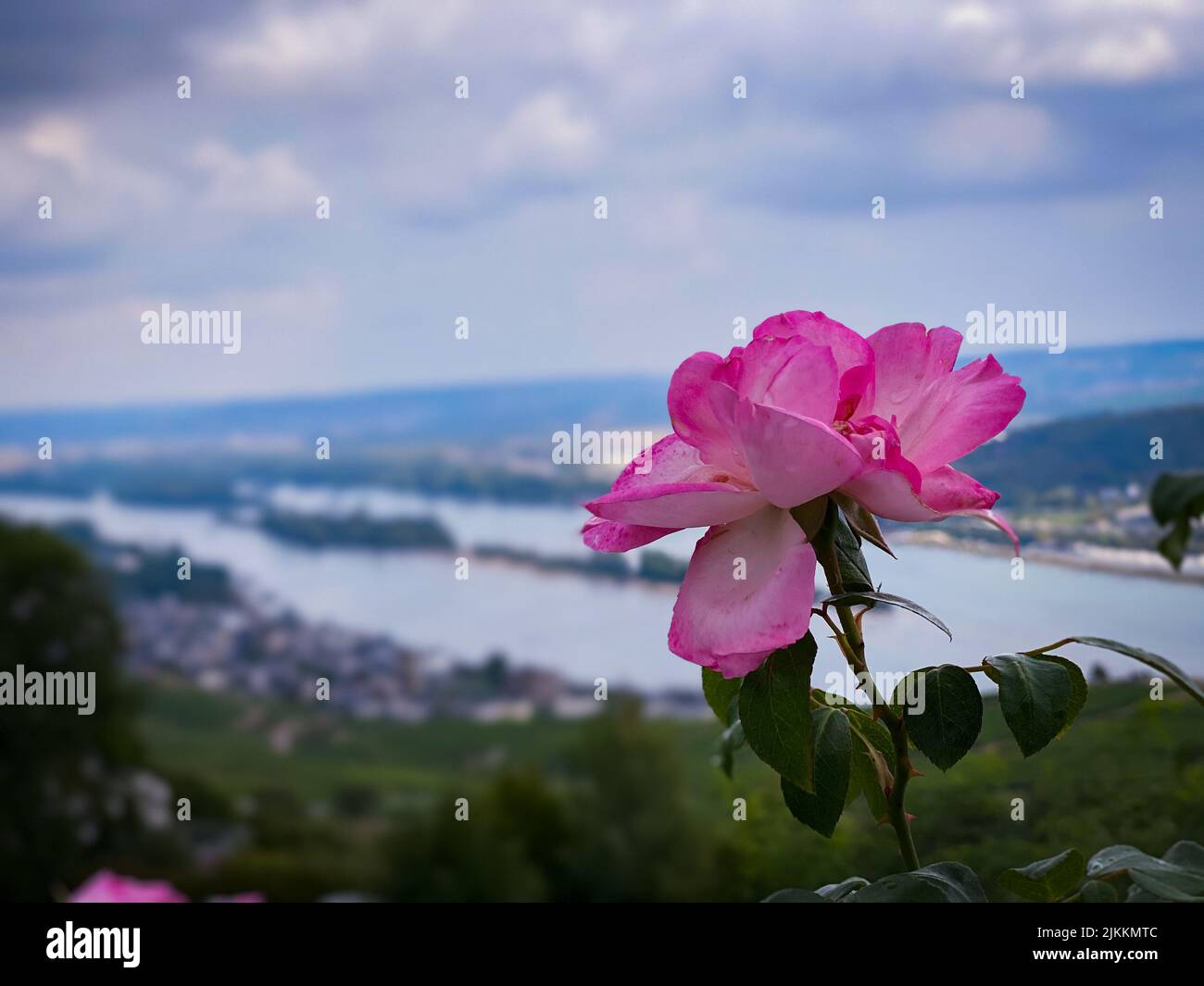 Un gros plan d'une fleur rose contre une rivière qui traverse la ville de Bingen am Rhein un jour sombre en Allemagne Banque D'Images