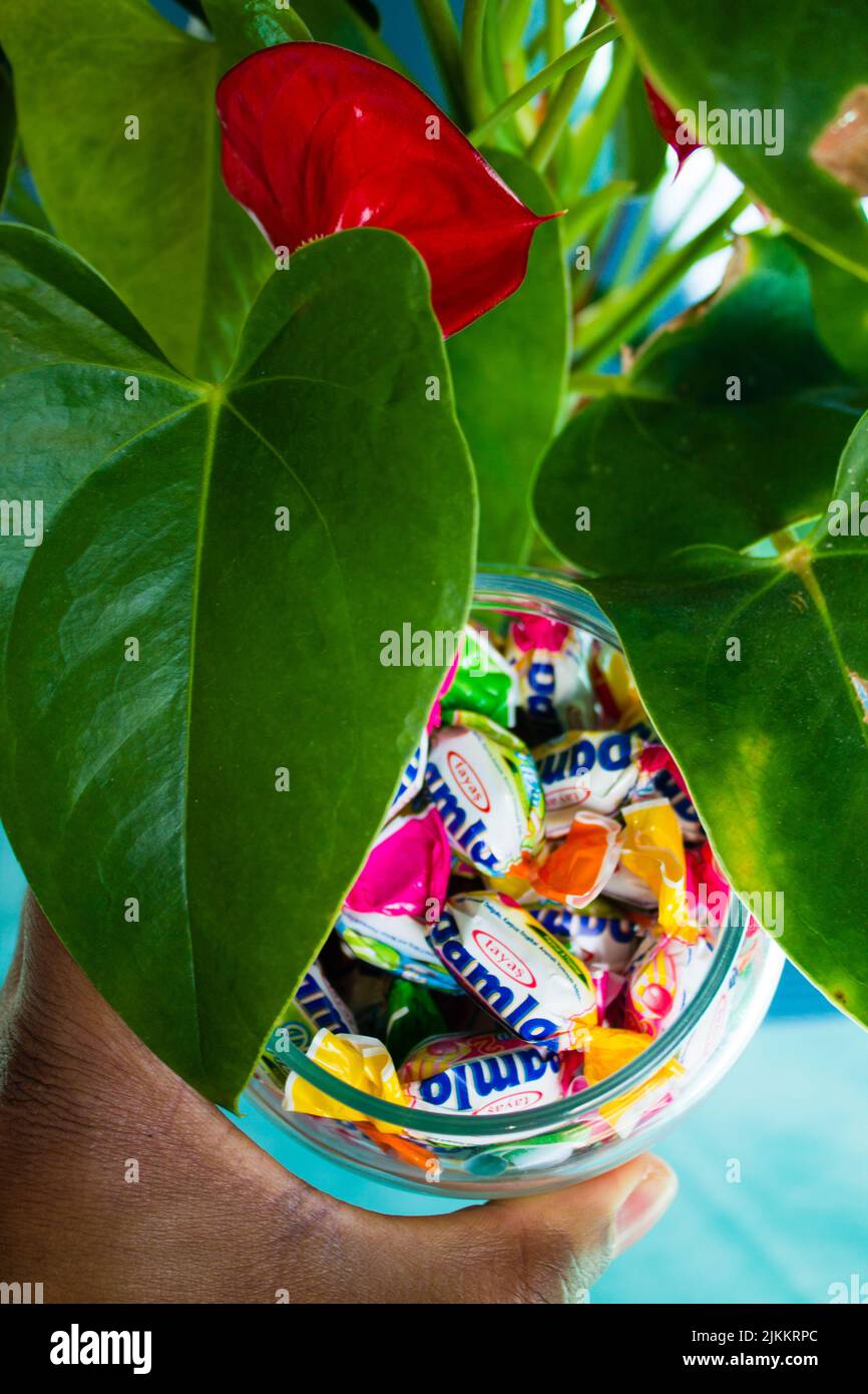 Gros plan d'une plante d'anthurium rouge avec une main mâle tenant un verre de bonbons Banque D'Images