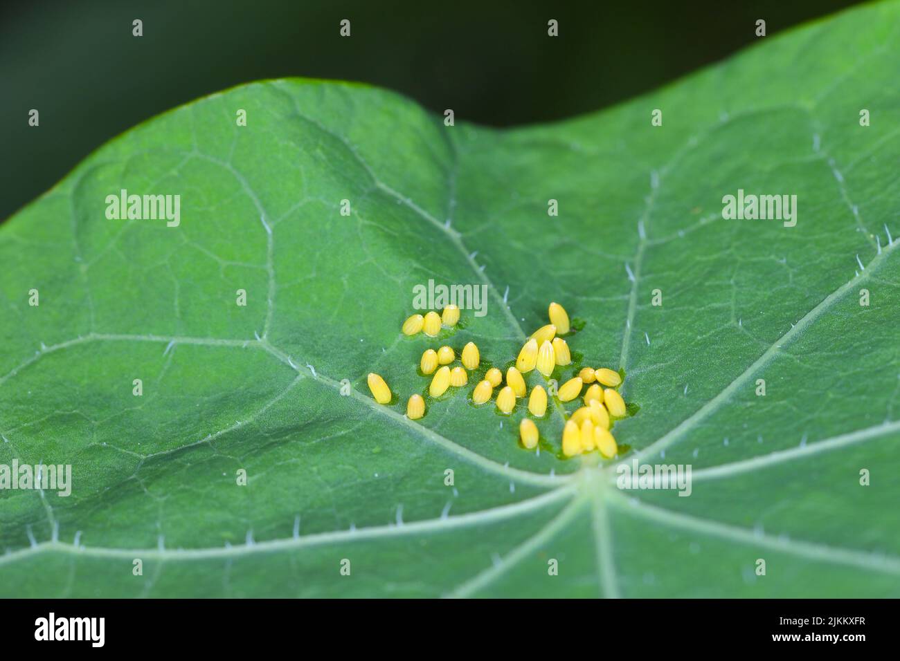 Gros papillon blanc ou chou, Pieris brassicae, oeufs pondus sur la feuille de nastutium dans un modèle particulier inhabituel. Banque D'Images