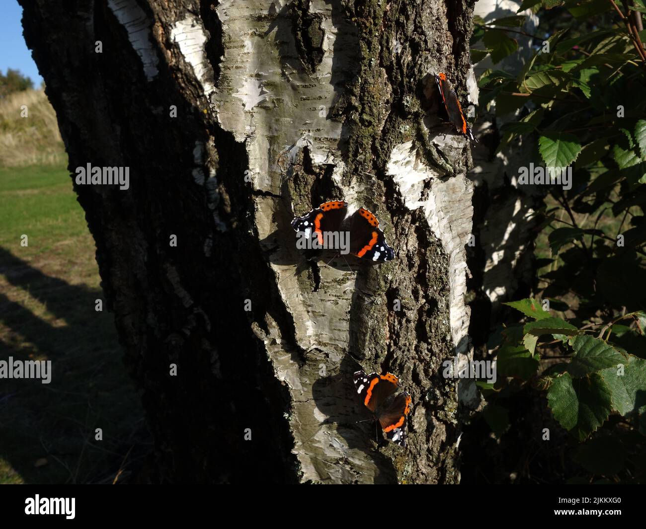 Papillons, amiral rouge, Vanessa Atalanta, se bassiant au soleil sur un tronc de bouleau. Banque D'Images