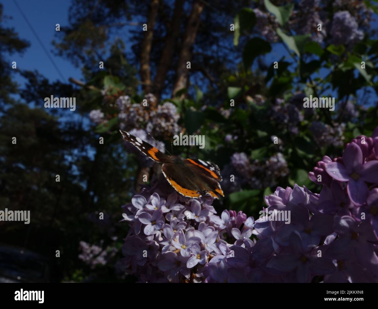 Papillons, Red Admiral, Vanessa Atalanta, s'appréciant parmi les lilas violets en fleurs. Banque D'Images