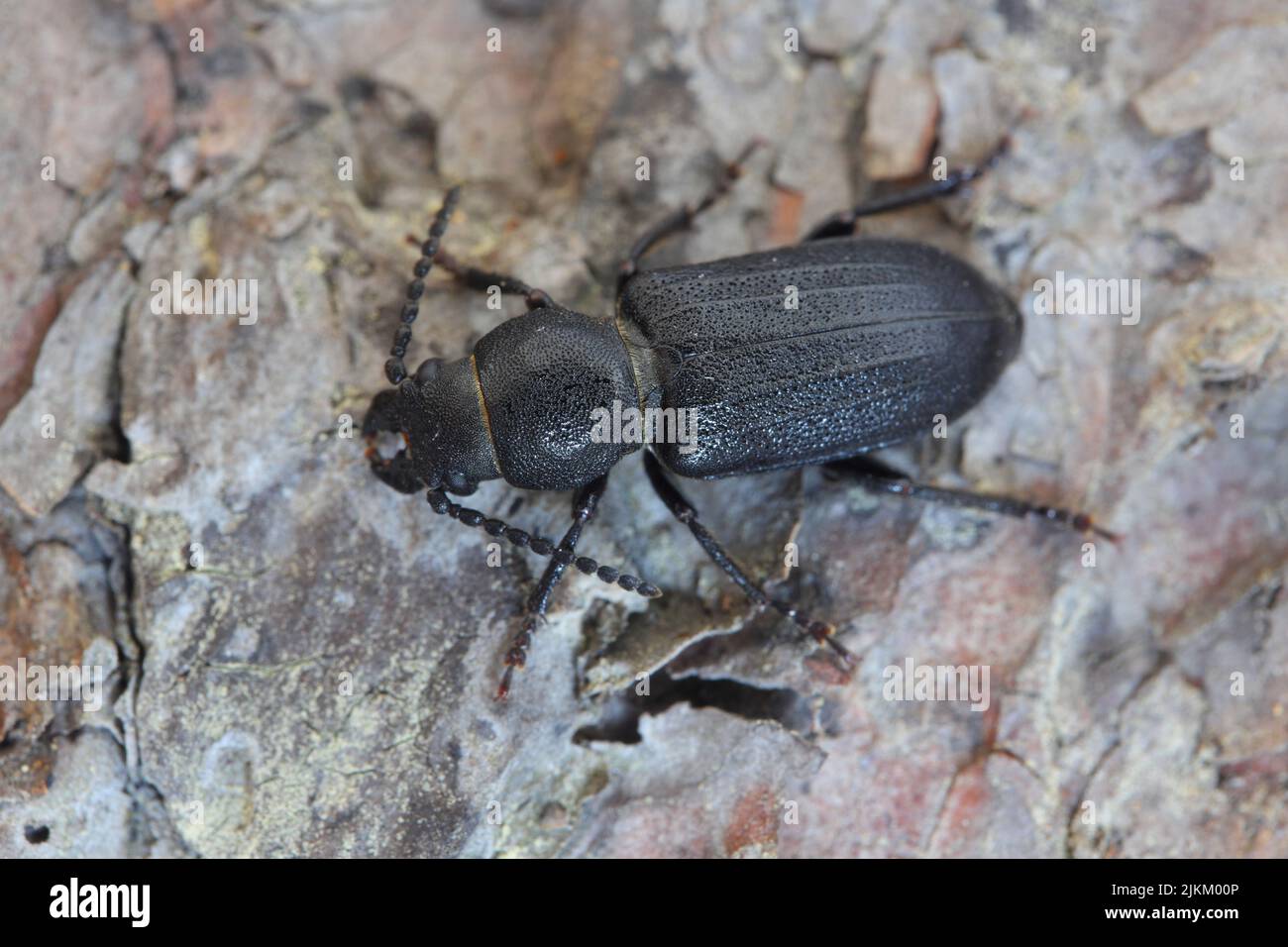 Longhorn Beetle (Spondylis bupretstoides) sur l'écorce d'un arbre. Banque D'Images