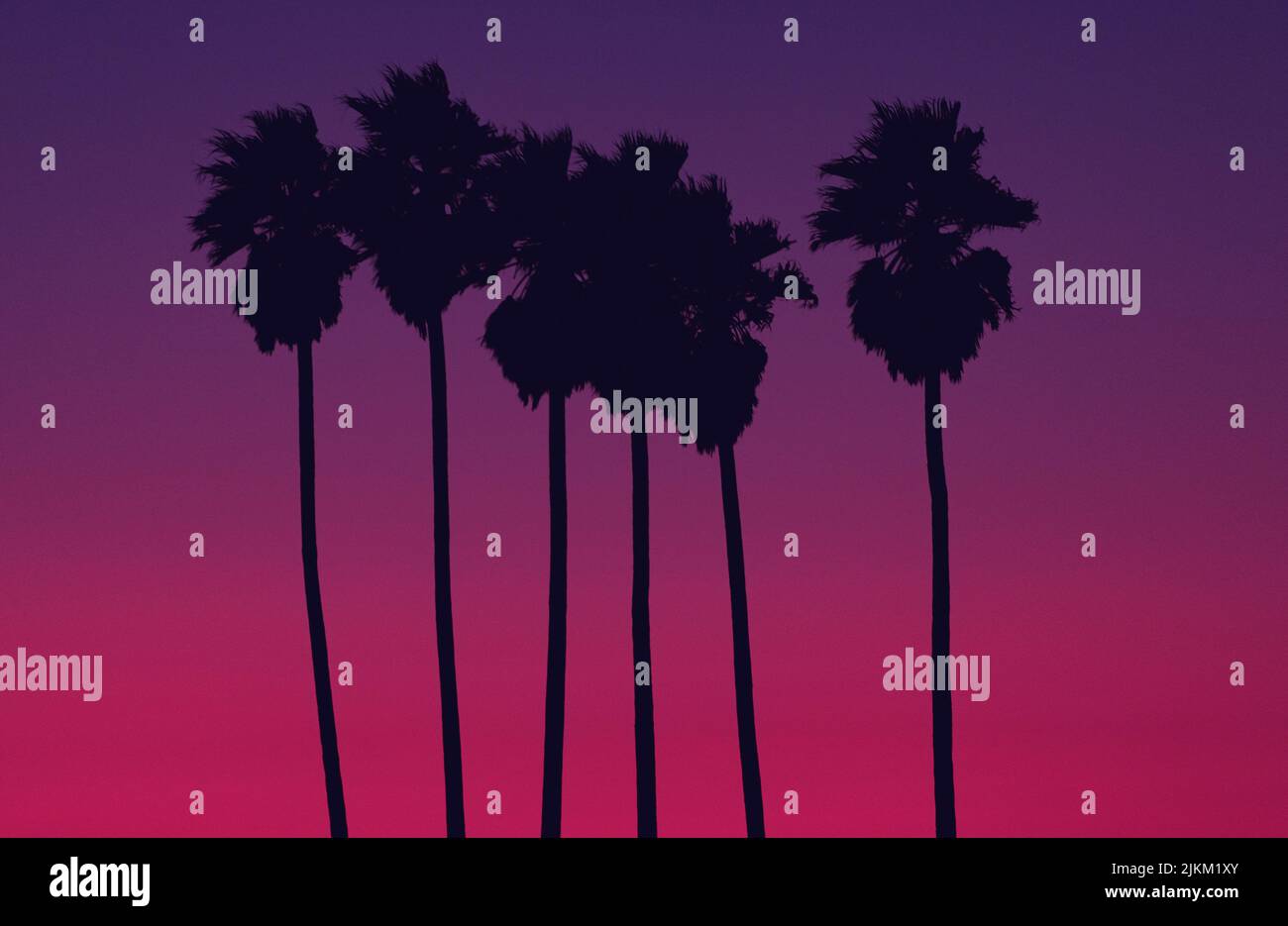 California Washingtonia Filifera aussi connu comme fan Palms Silhouette pendant le coucher du soleil.Contexte de la nature. Banque D'Images