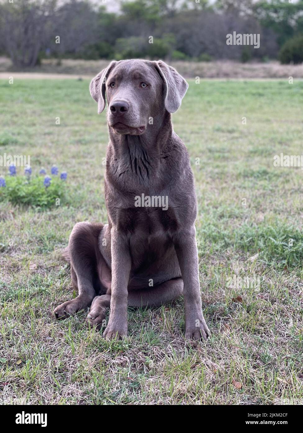 Un cliché vertical d'un Labrador gris retriever assis sur le sol Banque D'Images