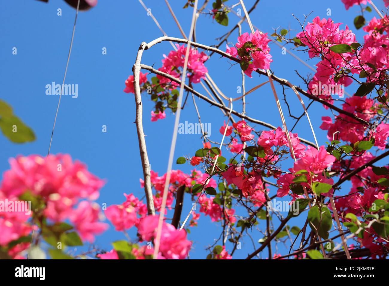 Un gros plan de belles fleurs de bougainvillea glabra rose dans un jardin Banque D'Images