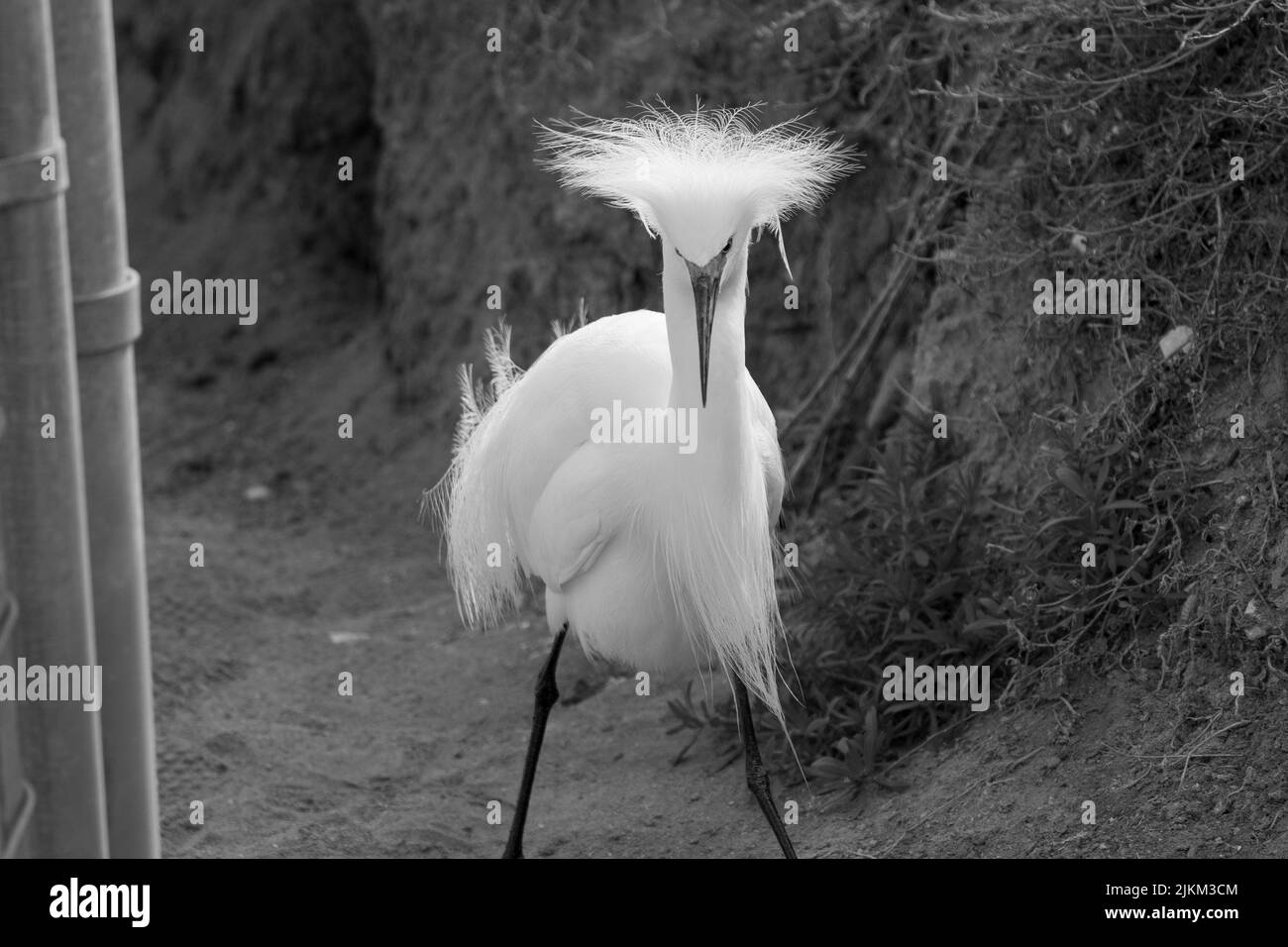 Gros plan d'un oiseau Banque D'Images