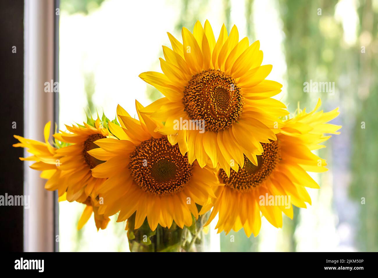 Un beau bouquet de tournesols dans un vase en verre sur la fenêtre. Banque D'Images