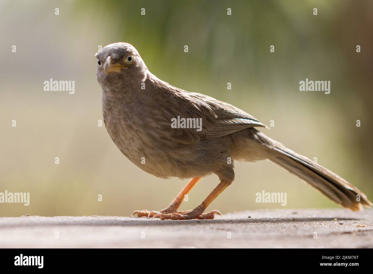 Gros plan d'un oiseau de la jungle (Argya striata) debout sur une surface en pierre Banque D'Images