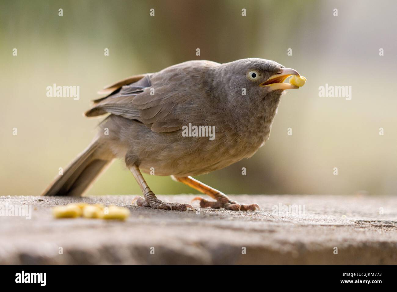 Gros plan d'un oiseau de la jungle (Argya striata) debout sur une surface en pierre Banque D'Images