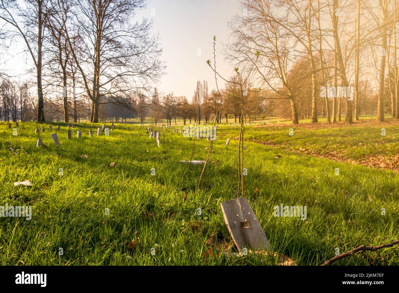 Plantation d'arbres nouvellement plantés soutenus par des piquets en bois et des tubes en plastique dans une forêt urbaine de Turin, Italie Banque D'Images