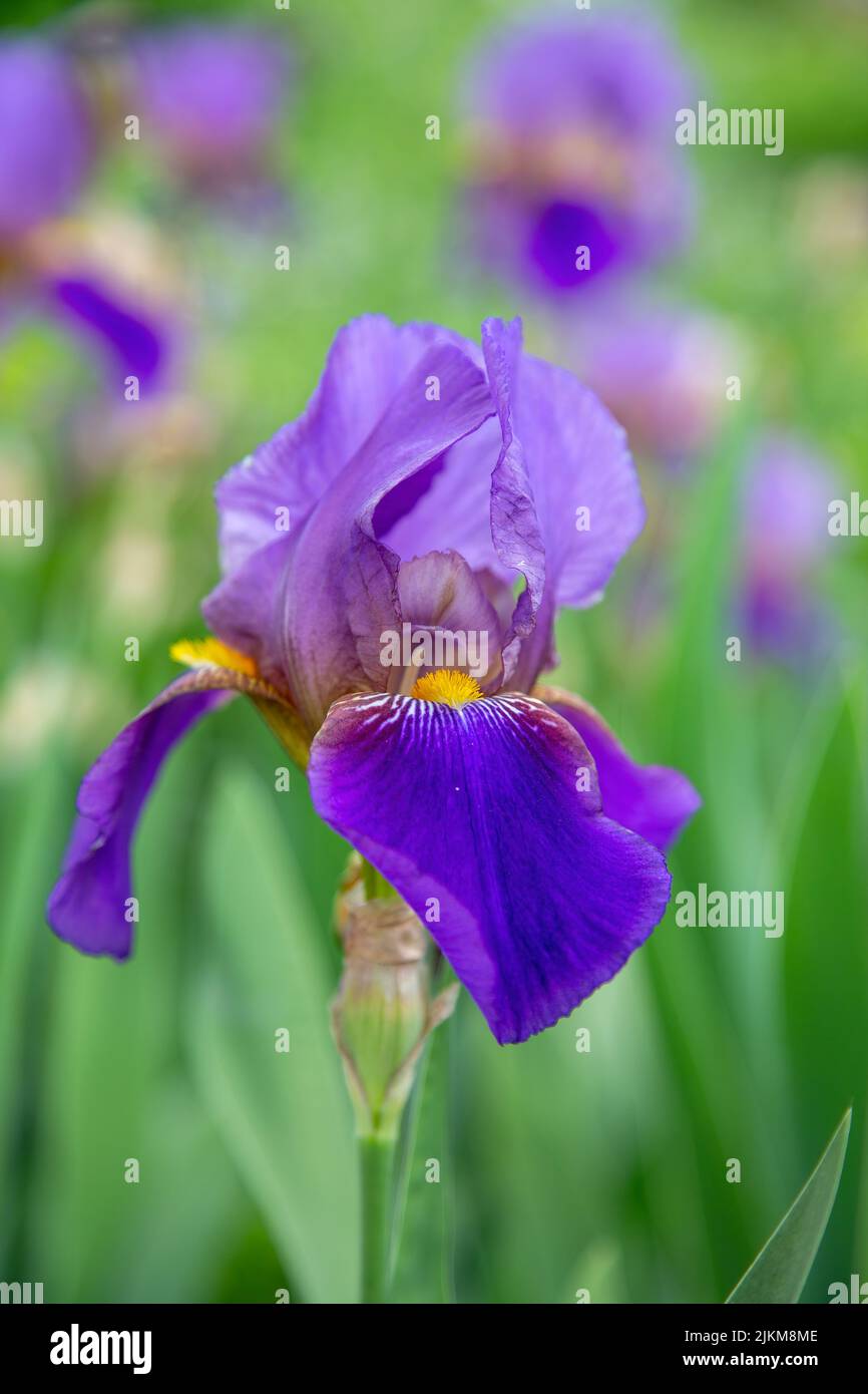 Belle fleur de l'iris violet dans le jardin Banque D'Images