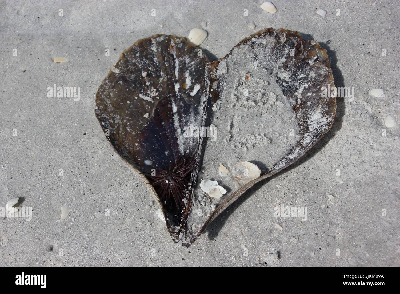 Vue de dessus d'une vieille coquille en forme de coeur sur les sables Banque D'Images