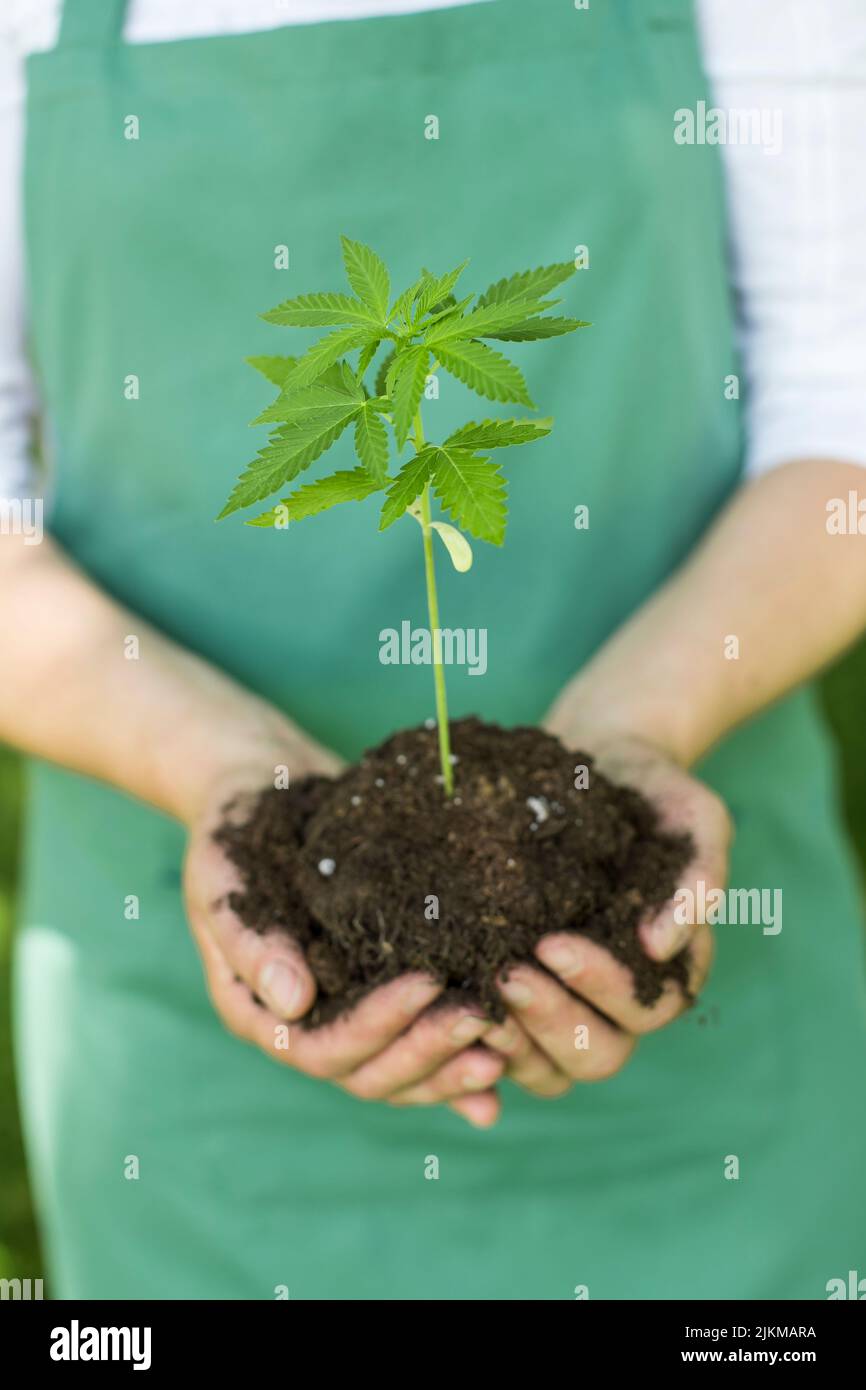 Un sélectif d'une plante de cannabis chanvre dans les mains d'un jardinier dans un tablier vert Banque D'Images