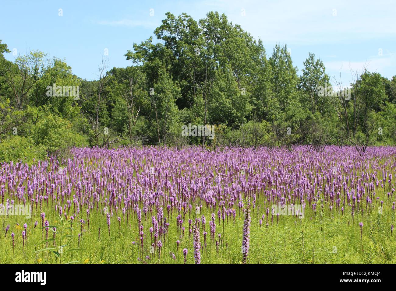 Prairie à Camp Pine Woods à des Plaines, Illinois, dominée par les fleurs sauvages des étoiles de prairie Banque D'Images