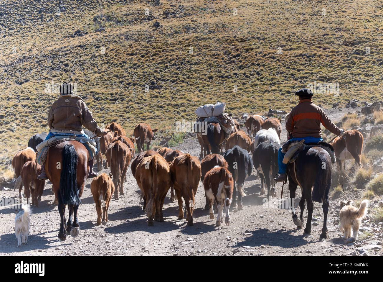 Les bergers détournent le troupeau de vaches sur une route poussiéreuse, vue de derrière en Patagonie, en Argentine Banque D'Images