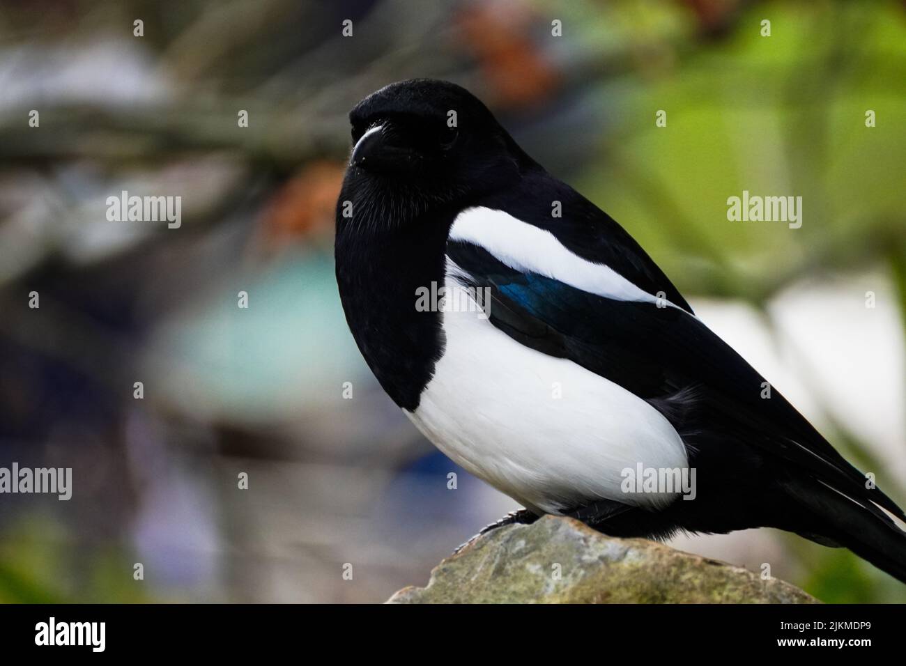 A closeup of a beautiful black and white Magpie bird sitting on a stone on a blurred background Banque D'Images
