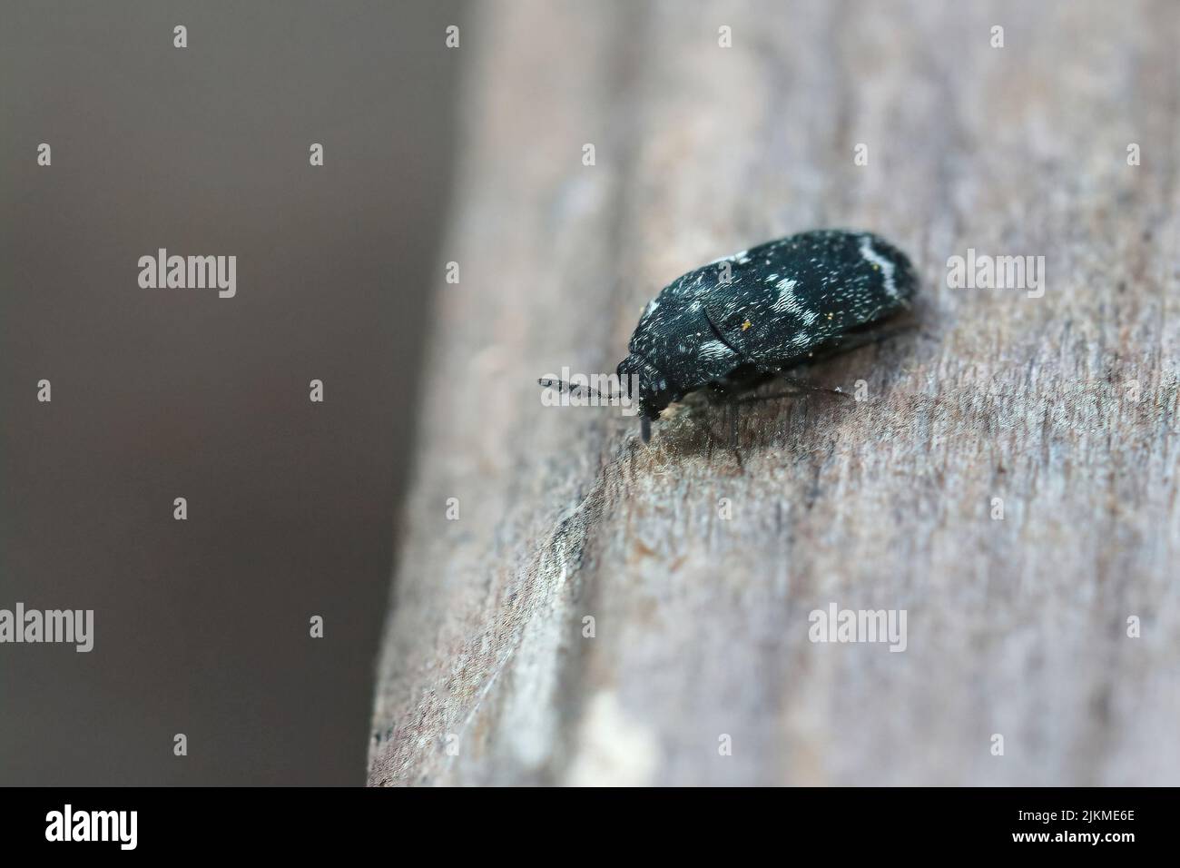Gros plan sur un Megatoma undata scarabée, émergeant des nids de l'abeille maçon européenne, Osmia rufa dans l'abeille-hôtel dans le jardin Banque D'Images