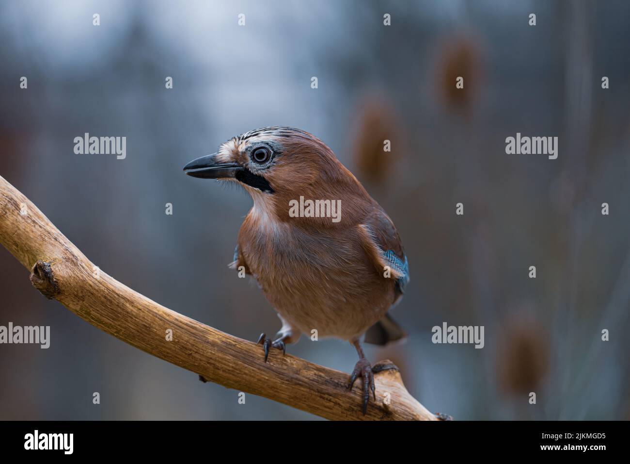 A closeup shot of an Eurasian jay bird perching on a twig in the field on a sunny winter day with blurred background Banque D'Images