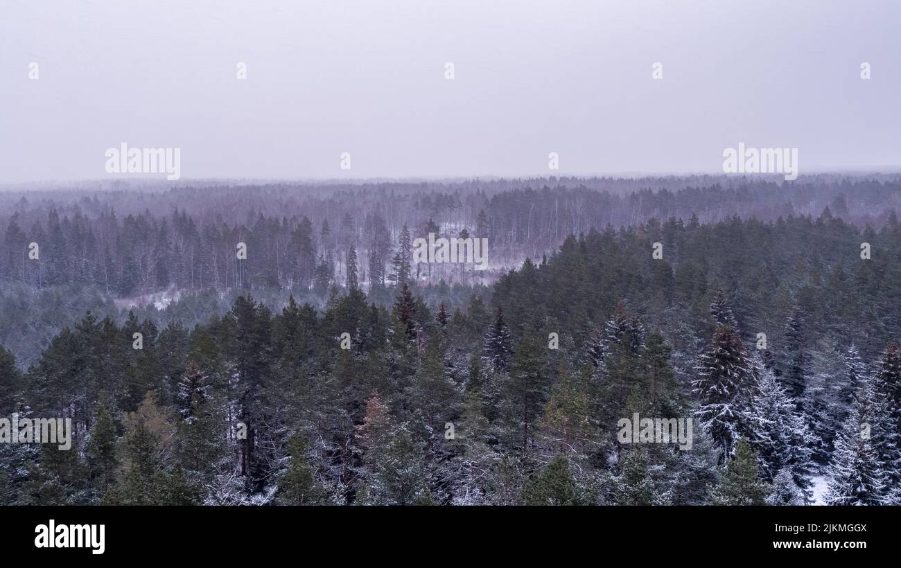 Une belle vue de sapins couverts de neige dans une forêt par une journée enneigée sous le ciel clair Banque D'Images