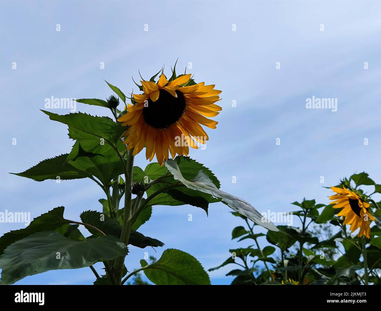 Tournesol avec un beau ciel bleu légèrement nuageux. Il n'y a aucune personne ni marque commerciale en arrière-plan. Banque D'Images